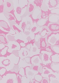 或此或彼作家正版